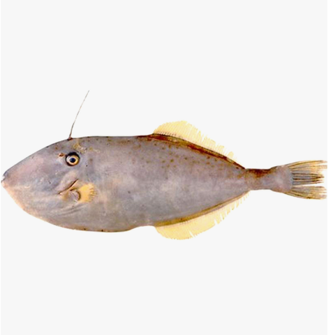 Filefish 1pc Approx